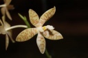 Nom du fichier=Phalaenopsis_pallens.JPG
Taille du fichier=19Ko
Dimensions : 448x299
Ajouté le : 20 Janvier 2013 Phalaenopsis_pallens.JPG