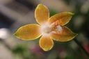 Nom du fichier=Phalaenopsis_venosa.JPG
Taille du fichier=20Ko
Dimensions : 448x299
Ajouté le : 20 Janvier 2013 Phalaenopsis_venosa.JPG