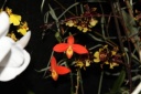 Nom du fichier=Phragmipedium_besseae.JPG
Taille du fichier=27Ko
Dimensions : 448x299
Ajouté le : 20 Janvier 2013 Phragmipedium_besseae.JPG
