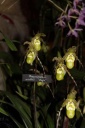 Phragmipedium_richtesi_Anja.JPG