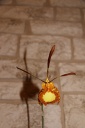 Psychopsis_Buterfly1.JPG