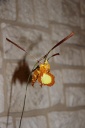 Psychopsis_Buterfly_2.JPG