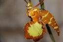 Psychopsis_Buterfly_3.JPG