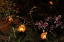 Psychopsis_sp.JPG