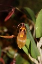 Nom du fichier=Restrepia_elegans.JPG
Taille du fichier=23Ko
Dimensions : 299x448
Ajouté le : 20 Janvier 2013 Restrepia_elegans.JPG