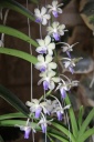 Rhy_Coelestis_Blue_x_V_Tessellata.JPG
