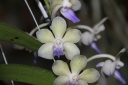 Rhy_Coelestis_Blue_x_V_Tessellata_fleur.JPG