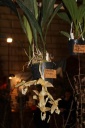 Stanhopea_oculata.JPG