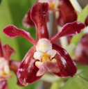 V_Denisoniana_hybride_brun_fleur.jpg