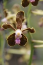 V__Mimi_Palmer_x_28Rhv__Thailande_x_V__Tessallata29R.JPG