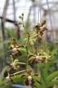 V__Mimi_Palmer_x_28Rhv__Thailande_x_V__Tessallata29_3R.JPG