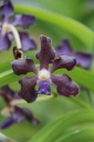 V__Mimi_Palmer_x_28Rhv__Thailande_x_V__Tessallata29_4R.JPG