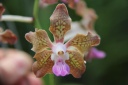 V_lamellata_x_Mimi_Palmer_F_R.JPG