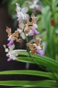 V_lamellata_x_Mimi_Palmer_HF_R.JPG