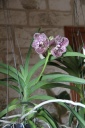 Vanda_Fuchs_Beauty_Black.JPG