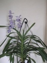 Vanda_Gilbert_Triboulet.jpg