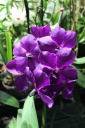 Vanda_Noel_1.JPG