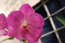 Vanda_Siriporn_Pink.JPG