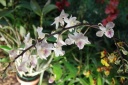 Vanda_amesiana.JPG