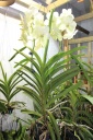 Vanda_blanche_1.JPG