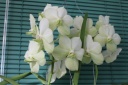 Vanda_blanche_2.JPG
