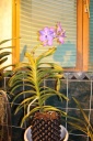 Vanda_en_pot.JPG