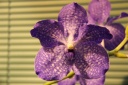 Vanda_en_pot_F1.JPG