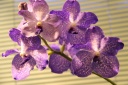 Vanda_en_pot_HP.JPG
