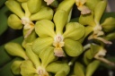 Vanda_hybride_vert_fleur.JPG