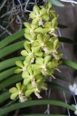 Vanda_hybride_vert_hampe.JPG