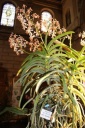 Vanda_lamellata_var_boxalli.JPG