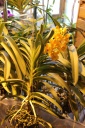Vanda_magic_orange.JPG