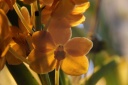 Vanda_magic_orange_F.JPG