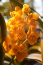 Vanda_magic_orange_HF.JPG