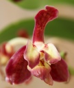 Vanda_somthavilF1.jpg