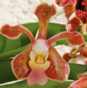 Vanda_somthavilF2.jpg