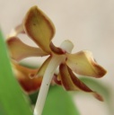 Vanda_somthavilF3.jpg