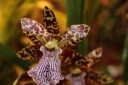 Zygopetalum_Hybride.JPG