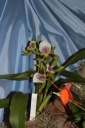 Nom du fichier=Zygopetalum_Rhein_Cloron.JPG
Taille du fichier=30Ko
Dimensions : 299x448
Ajouté le : 20 Janvier 2013 Zygopetalum_Rhein_Cloron.JPG