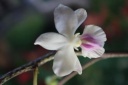 Nom du fichier=detail_Vanda_amesiana.JPG
Taille du fichier=19Ko
Dimensions : 448x299
Ajouté le : 20 Janvier 2013 detail_Vanda_amesiana.JPG