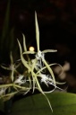 Nom du fichier=fleur3_Epidendrum_ciliare.JPG
Taille du fichier=23Ko
Dimensions : 299x448
Ajouté le : 20 Janvier 2013 fleur3_Epidendrum_ciliare.JPG