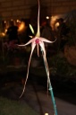 Nom du fichier=fleur_1_Bulbophyllum_echinolabium.JPG
Taille du fichier=22Ko
Dimensions : 299x448
Ajouté le : 20 Janvier 2013 fleur_1_Bulbophyllum_echinolabium.JPG