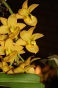 Nom du fichier=fleur_1_Cychnodes_Taiwain_Gold.JPG
Taille du fichier=25Ko
Dimensions : 299x448
Ajouté le : 20 Janvier 2013 fleur_1_Cychnodes_Taiwain_Gold.JPG