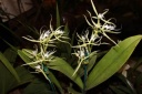 Nom du fichier=fleur_1_Epidendrum_ciliare.JPG
Taille du fichier=31Ko
Dimensions : 448x299
Ajouté le : 20 Janvier 2013 fleur_1_Epidendrum_ciliare.JPG