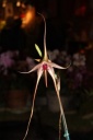 Nom du fichier=fleur_2_Bulbophyllum_echinolabium.JPG
Taille du fichier=20Ko
Dimensions : 299x448
Ajouté le : 20 Janvier 2013 fleur_2_Bulbophyllum_echinolabium.JPG