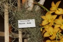 Nom du fichier=fleur_2_Cychnodes_Taiwain_Gold.JPG
Taille du fichier=38Ko
Dimensions : 448x299
Ajouté le : 20 Janvier 2013 fleur_2_Cychnodes_Taiwain_Gold.JPG