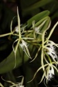 Nom du fichier=fleur_2_Epidendrum_ciliare.JPG
Taille du fichier=28Ko
Dimensions : 299x448
Ajouté le : 20 Janvier 2013 fleur_2_Epidendrum_ciliare.JPG