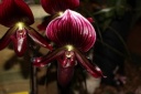 Nom du fichier=fleur_2_Paphiopedilum_maudiae.JPG
Taille du fichier=25Ko
Dimensions : 448x299
Ajouté le : 20 Janvier 2013 fleur_2_Paphiopedilum_maudiae.JPG