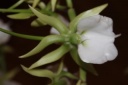 Nom du fichier=fleur_Angraecum_eburneum_superbum.JPG
Taille du fichier=20Ko
Dimensions : 448x299
Ajouté le : 20 Janvier 2013 fleur_Angraecum_eburneum_superbum.JPG