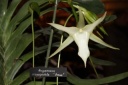 Nom du fichier=fleur_Angraecum_sesquipedale~0.JPG
Taille du fichier=25Ko
Dimensions : 448x299
Ajouté le : 20 Janvier 2013 fleur_Angraecum_sesquipedale~0.JPG